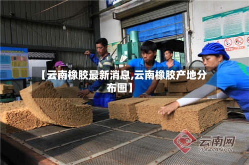 【云南橡胶最新消息,云南橡胶产地分布图】