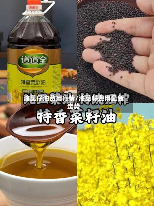 油菜仔油费用行情/油菜籽费用最新走势