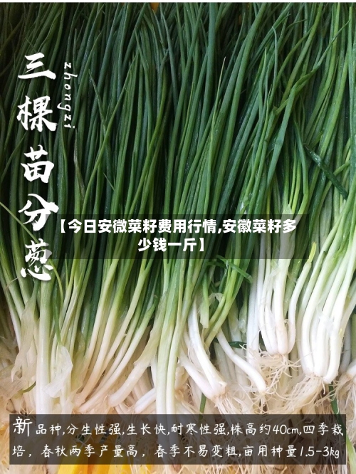 【今日安微菜籽费用行情,安徽菜籽多少钱一斤】