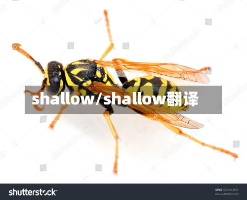 shallow/shallow翻译