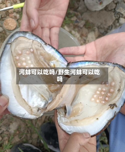 河蚌可以吃吗/野生河蚌可以吃吗-第2张图片