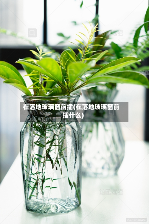 在落地玻璃窗前插(在落地玻璃窗前插什么)