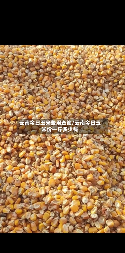 云南今日玉米费用查询/云南今日玉米价一斤多少钱