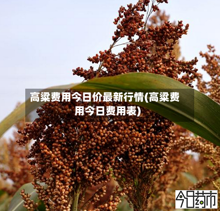 高粱费用今日价最新行情(高粱费用今日费用表)