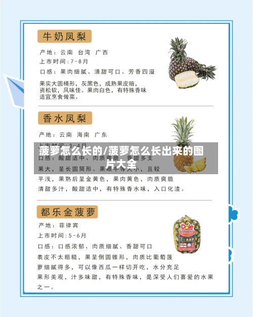 菠萝怎么长的/菠萝怎么长出来的图片大全