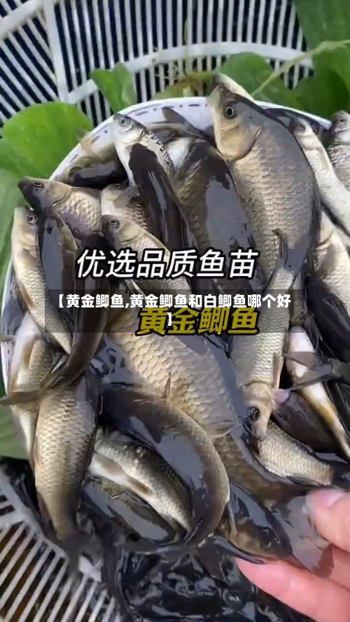 【黄金鲫鱼,黄金鲫鱼和白鲫鱼哪个好】-第3张图片