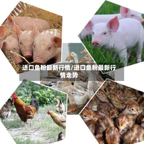 进口鱼粉最新行情/进口鱼粉最新行情走势