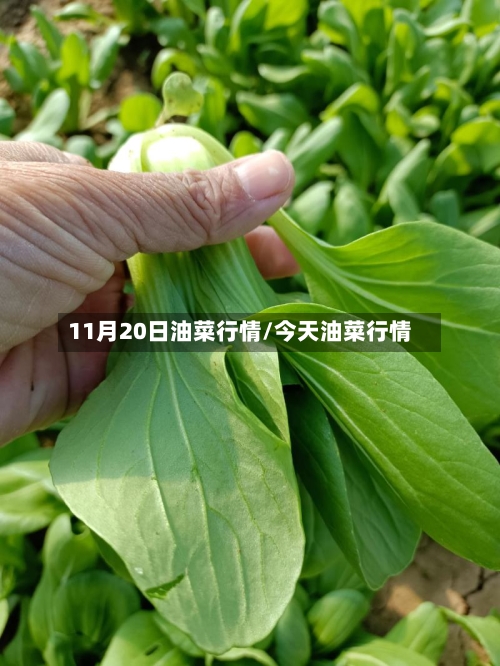 11月20日油菜行情/今天油菜行情-第2张图片