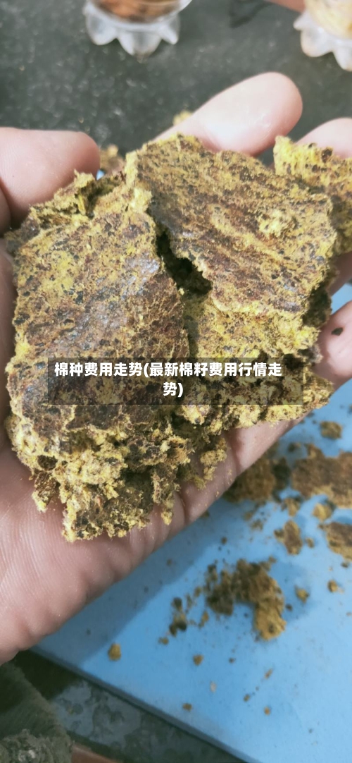 棉种费用走势(最新棉籽费用行情走势)