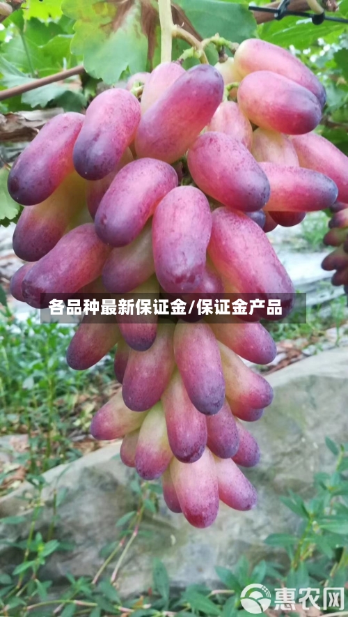 各品种最新保证金/保证金产品