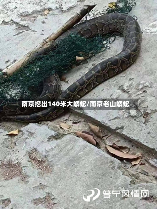 南京挖出140米大蟒蛇/南京老山蟒蛇