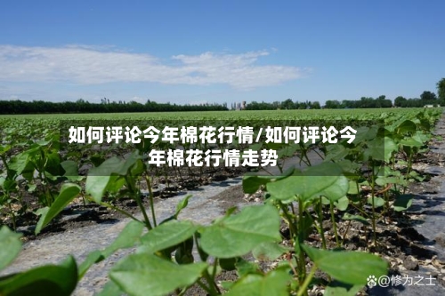 如何评论今年棉花行情/如何评论今年棉花行情走势