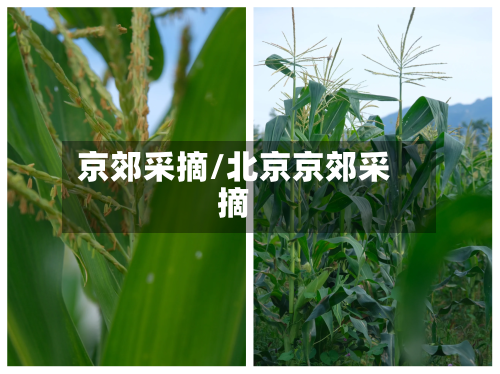京郊采摘/北京京郊采摘-第3张图片