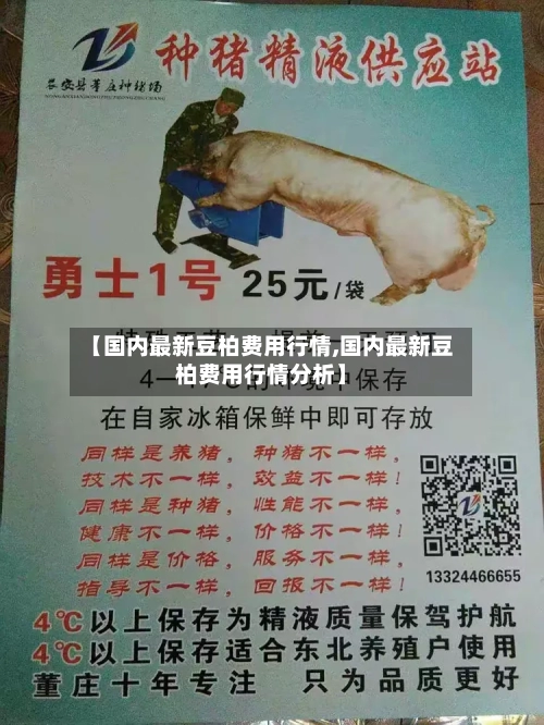 【国内最新豆柏费用行情,国内最新豆柏费用行情分析】