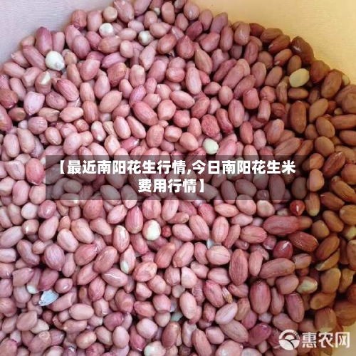 【最近南阳花生行情,今日南阳花生米费用行情】