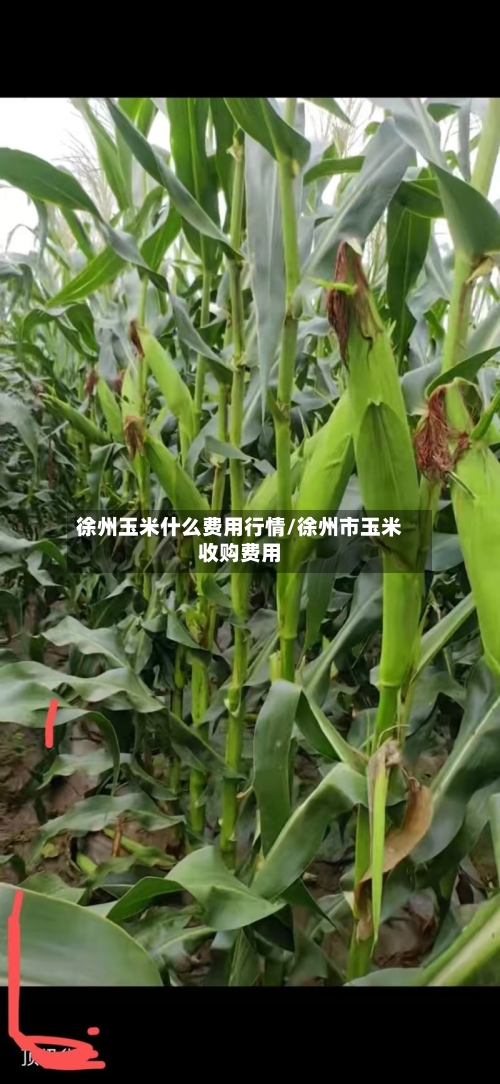 徐州玉米什么费用行情/徐州市玉米收购费用