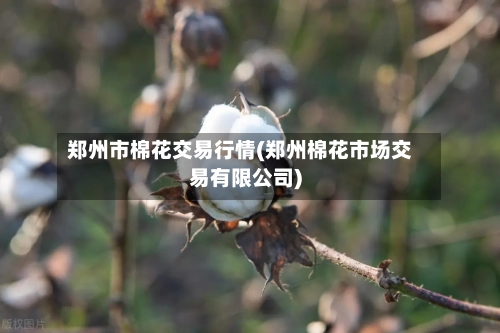 郑州市棉花交易行情(郑州棉花市场交易有限公司)-第3张图片