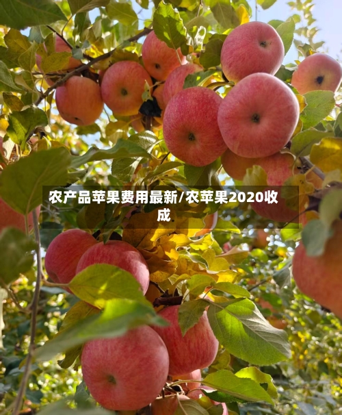 农产品苹果费用最新/农苹果2020收成