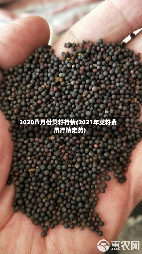 2020八月份菜籽行情(2021年菜籽费用行情走势)-第2张图片