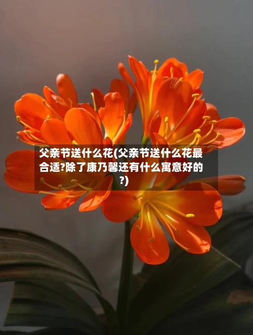 父亲节送什么花(父亲节送什么花最合适?除了康乃馨还有什么寓意好的?)