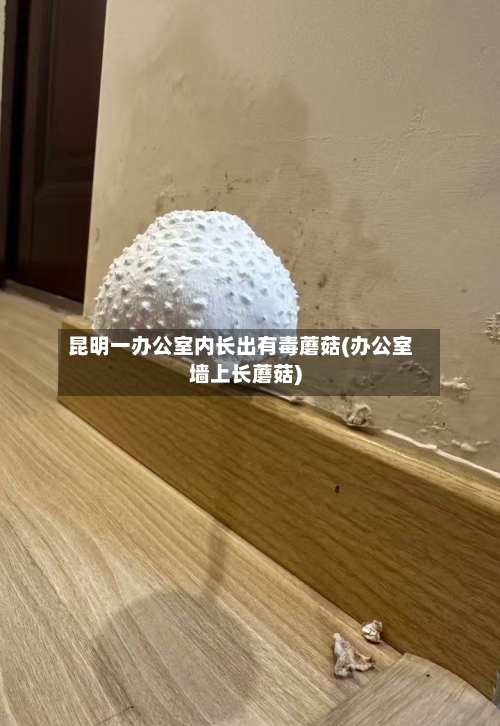 昆明一办公室内长出有毒蘑菇(办公室墙上长蘑菇)