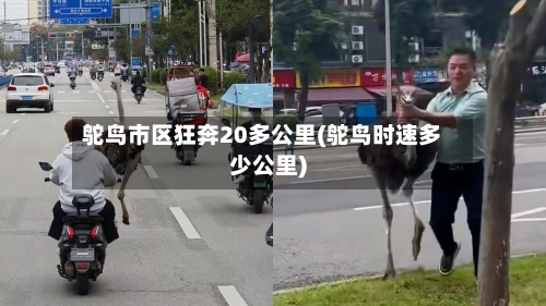 鸵鸟市区狂奔20多公里(鸵鸟时速多少公里)