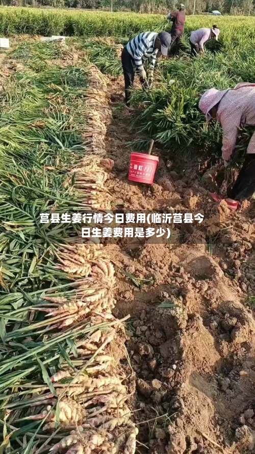 莒县生姜行情今日费用(临沂莒县今日生姜费用是多少)-第2张图片