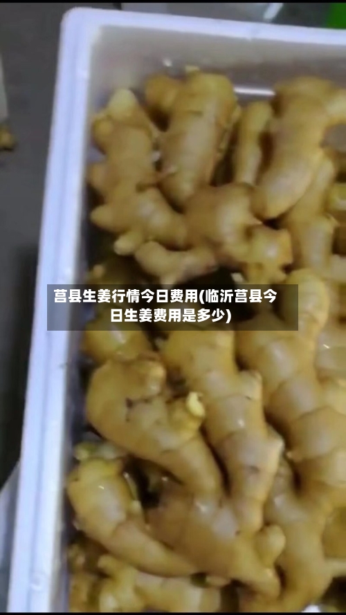 莒县生姜行情今日费用(临沂莒县今日生姜费用是多少)