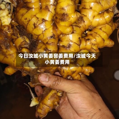今日汝城小黄姜窖姜费用/汝城今天小黄姜费用
