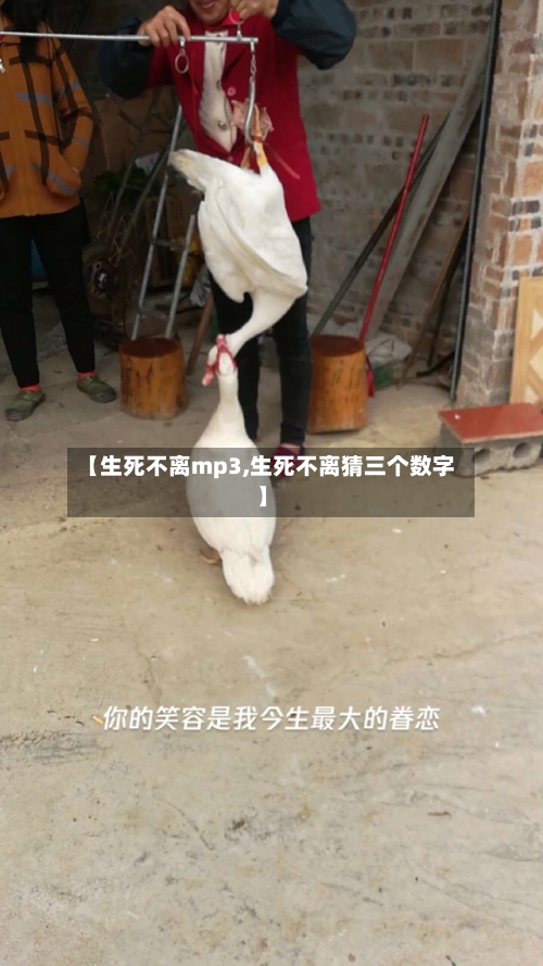 【生死不离mp3,生死不离猜三个数字】