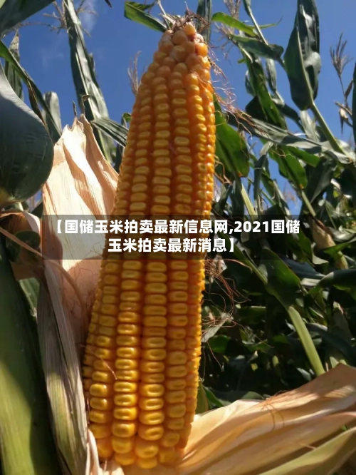 【国储玉米拍卖最新信息网,2021国储玉米拍卖最新消息】