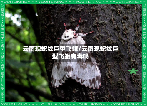云南现蛇纹巨型飞蛾/云南现蛇纹巨型飞蛾有毒吗