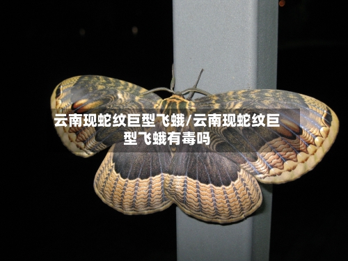 云南现蛇纹巨型飞蛾/云南现蛇纹巨型飞蛾有毒吗-第2张图片