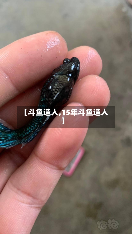 【斗鱼造人,15年斗鱼造人】