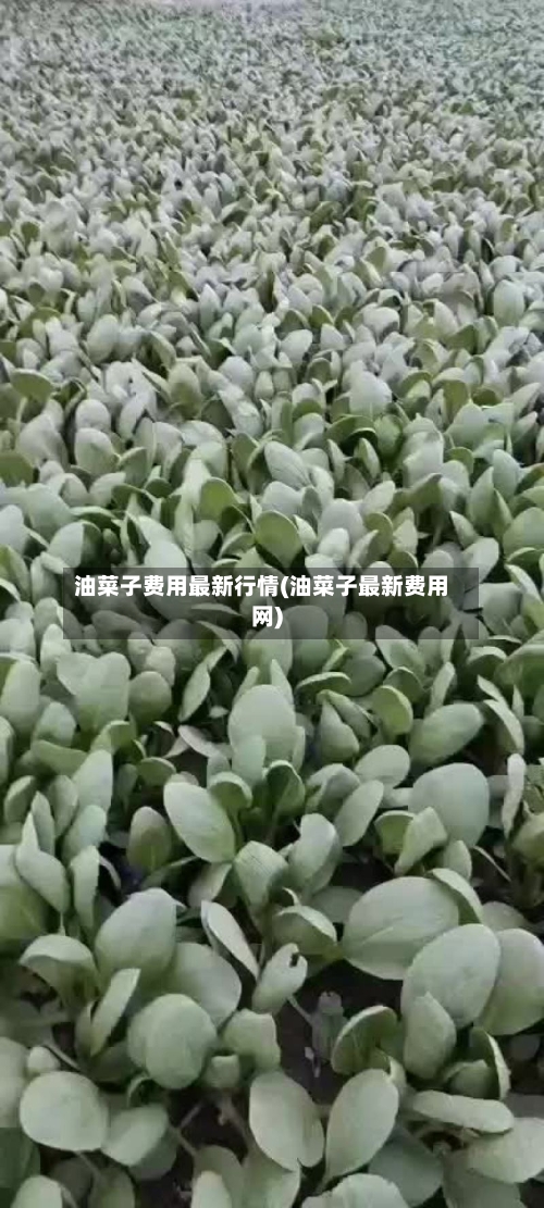油菜子费用最新行情(油菜子最新费用网)-第3张图片
