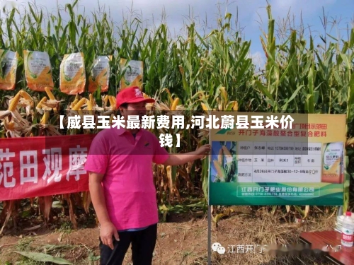 【威县玉米最新费用,河北蔚县玉米价钱】-第3张图片