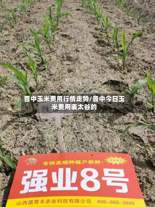 晋中玉米费用行情走势/晋中今日玉米费用表太谷的-第2张图片
