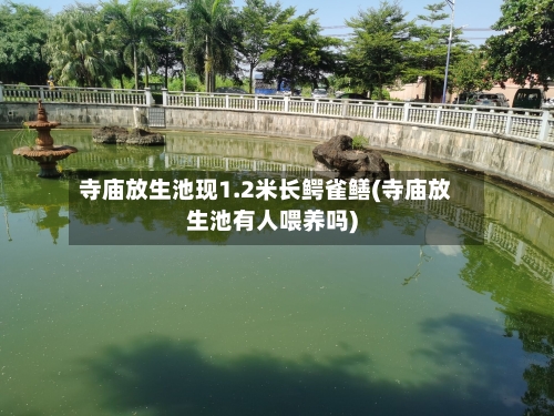 寺庙放生池现1.2米长鳄雀鳝(寺庙放生池有人喂养吗)