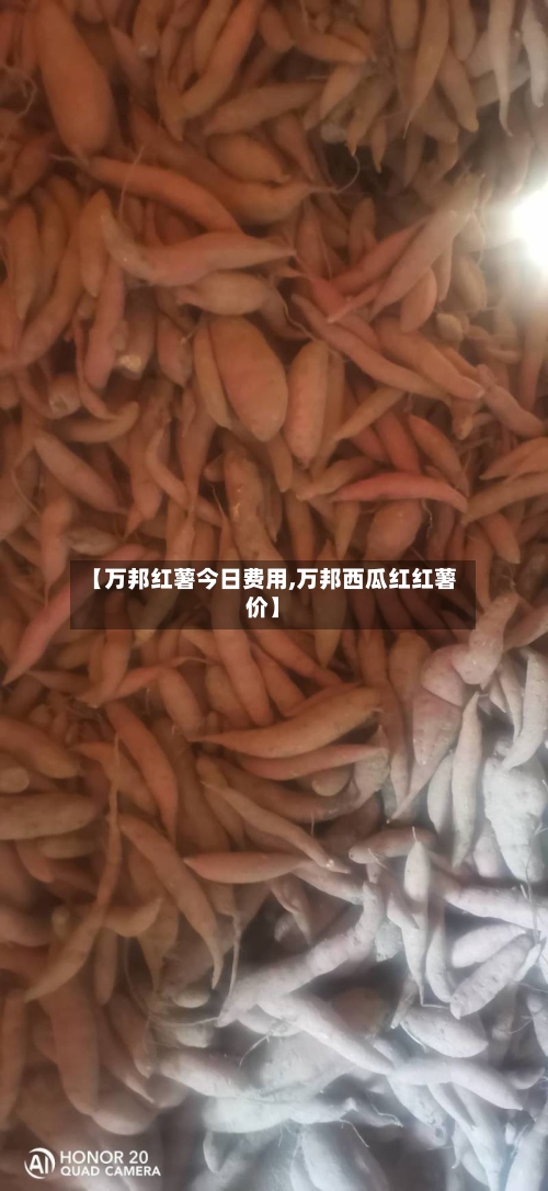【万邦红薯今日费用,万邦西瓜红红薯价】
