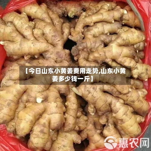 【今日山东小黄姜费用走势,山东小黄姜多少钱一斤】-第2张图片