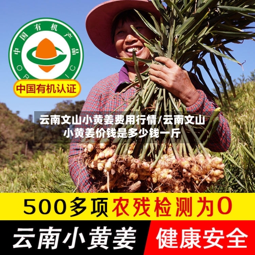 云南文山小黄姜费用行情/云南文山小黄姜价钱是多少钱一斤