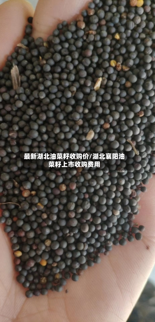 最新湖北油菜籽收购价/湖北襄阳油菜籽上市收购费用