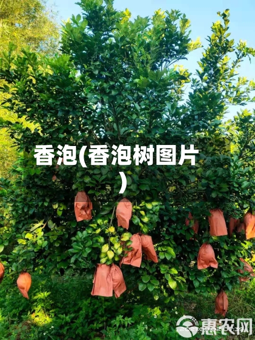 香泡(香泡树图片)-第2张图片