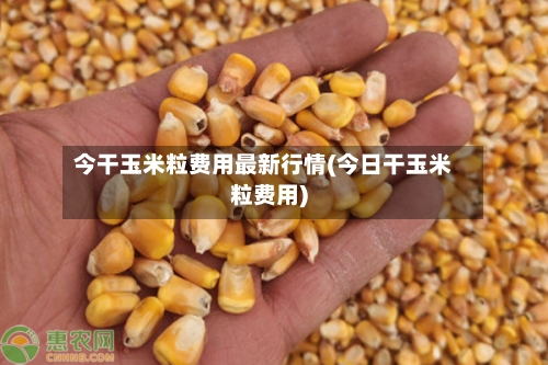 今干玉米粒费用最新行情(今日干玉米粒费用)