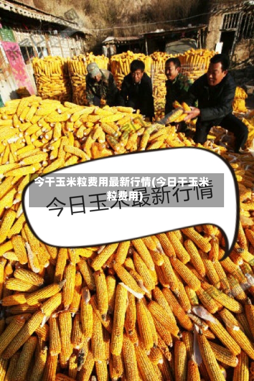 今干玉米粒费用最新行情(今日干玉米粒费用)-第3张图片