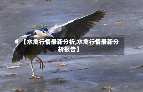 【水禽行情最新分析,水禽行情最新分析报告】