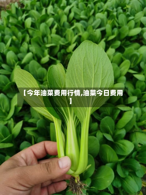 【今年油菜费用行情,油菜今日费用】-第3张图片