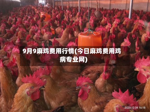 9月9麻鸡费用行情(今日麻鸡费用鸡病专业网)-第2张图片
