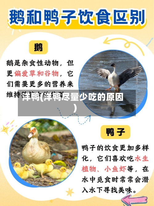 洋鸭(洋鸭尽量少吃的原因)