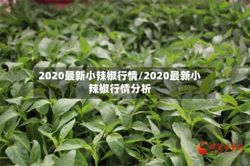 2020最新小辣椒行情/2020最新小辣椒行情分析-第2张图片